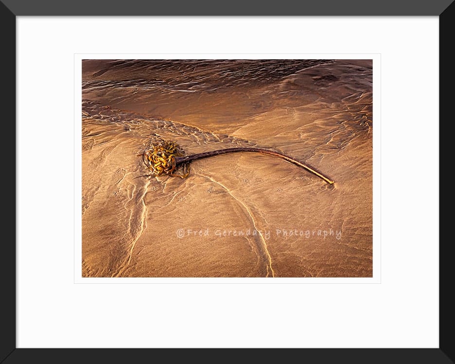 Reed In Sand On The Oregon Coast Photographic Print - Framed
