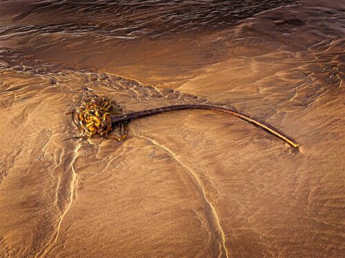 Reed In Sand Photographic Print