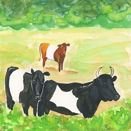 Dutch Belted Cows